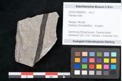 Foto (Objekt + Etikett) von Plantae indet.  (NHMW-GEO-2024-0188-6693)